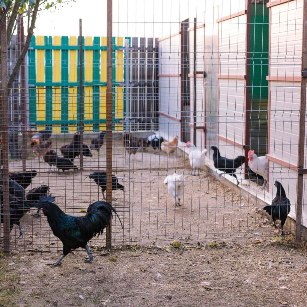 Ayam Cemani