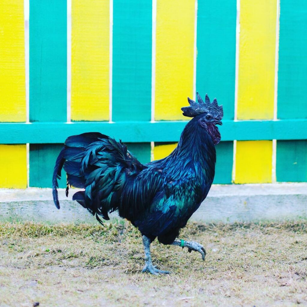 Ayam Cemani
