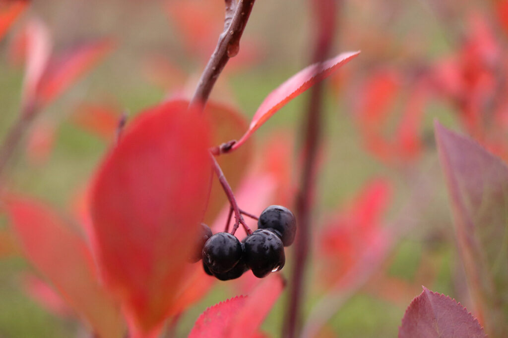 Nectandru Aronia