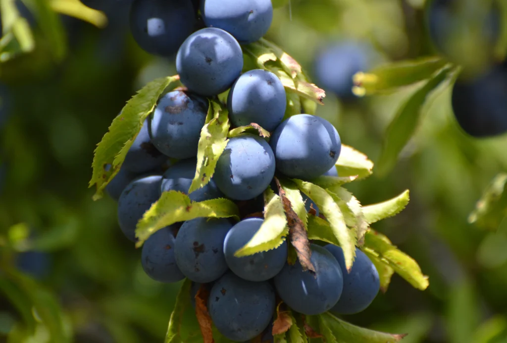 Prune pentru o reteta de prajitura cu prune delicioasa pentru toamna